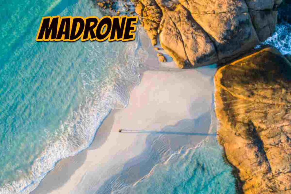 Madrone in Lushootseed Pronunciation Audio
